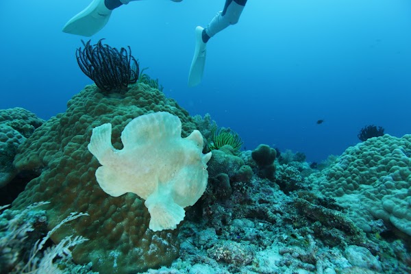 Balicasag Marine Sanctuary 3