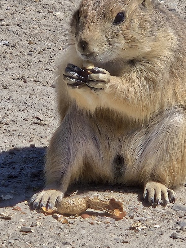 Prairie Dogs Field 3