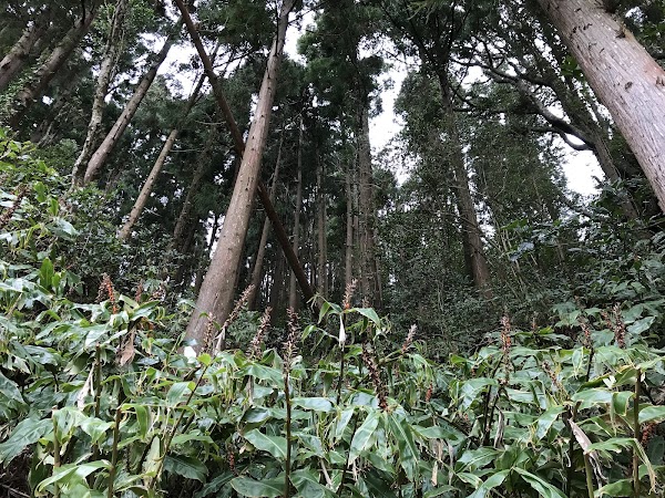 Lagoa das Sete Cidades 2