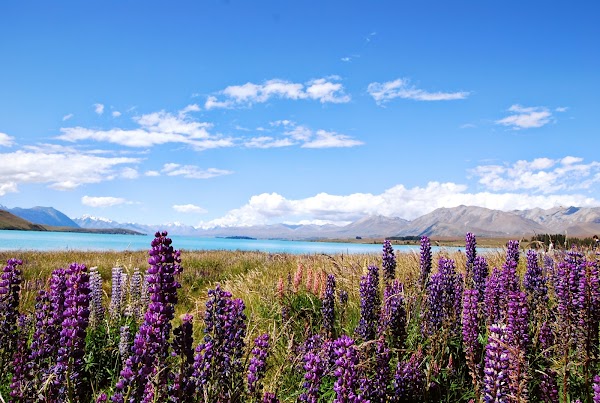 Lake Tekapo 4