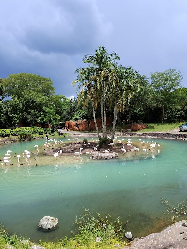 Kilimanjaro Safaris