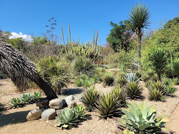 Jardín Etnobotánico de Oaxaca 5