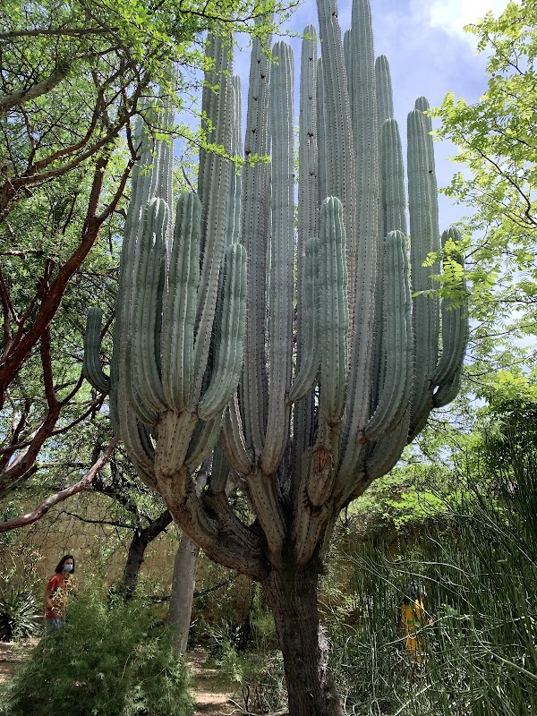 Jardín Etnobotánico de Oaxaca 3