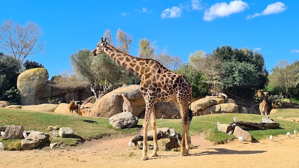 Bioparc Valencia 5