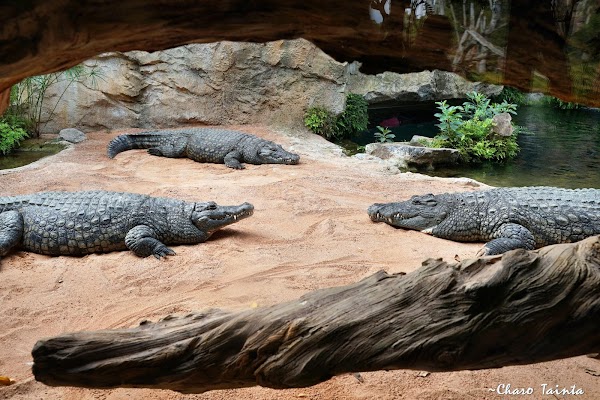 Bioparc Valencia 3