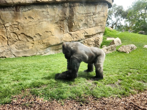 Bioparc Valencia 2
