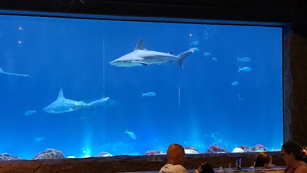 Sharks Underwater Grill 4