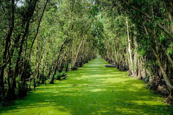 Tra Su Cajuput Forest 5