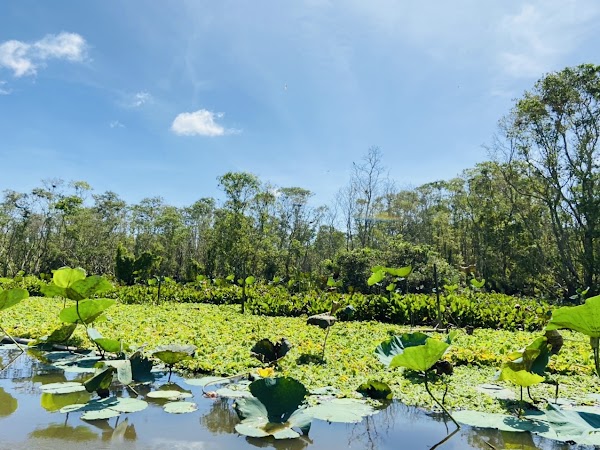 Tra Su Cajuput Forest 3