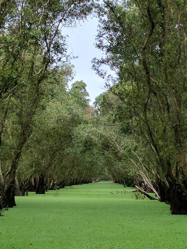 Tra Su Cajuput Forest 2
