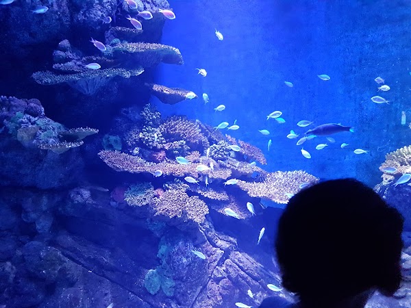Cairns Aquarium 5