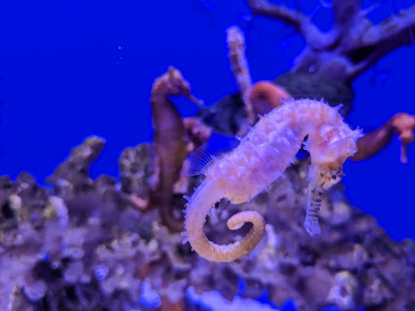 Cairns Aquarium 3