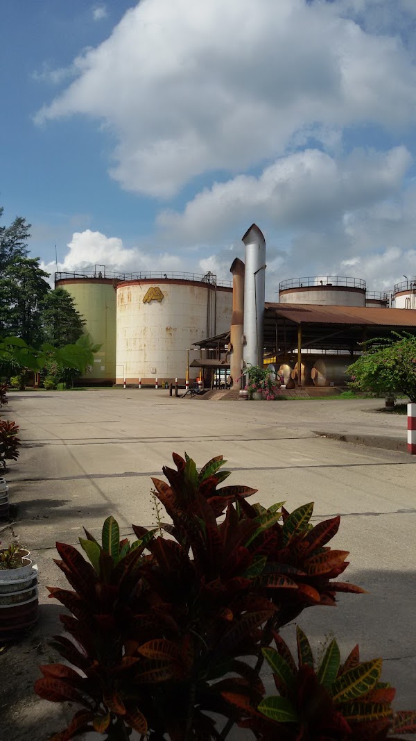 Asian Palm Oil