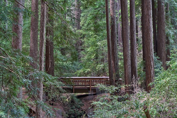 Bear Creek Redwoods Open Space Preserve 1