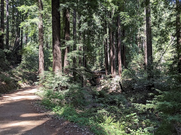 Bear Creek Redwoods Open Space Preserve 5