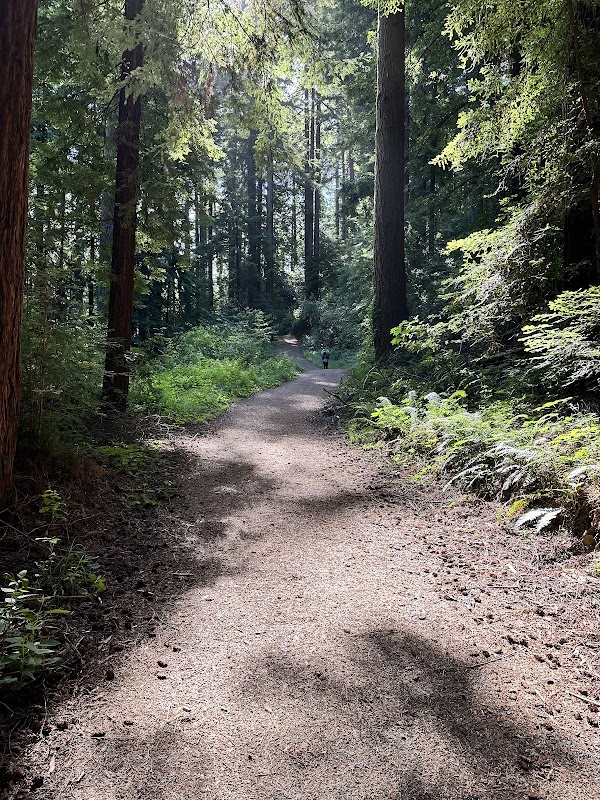 Bear Creek Redwoods Open Space Preserve 4
