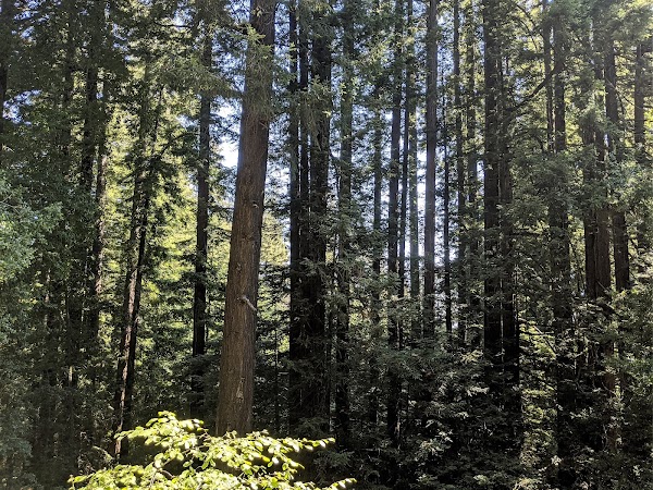 Bear Creek Redwoods Open Space Preserve 3