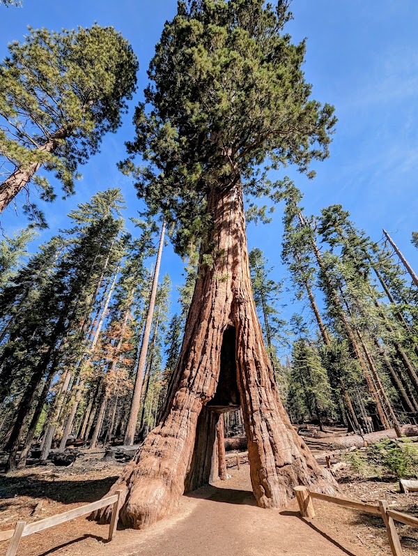 California Tunnel Tree