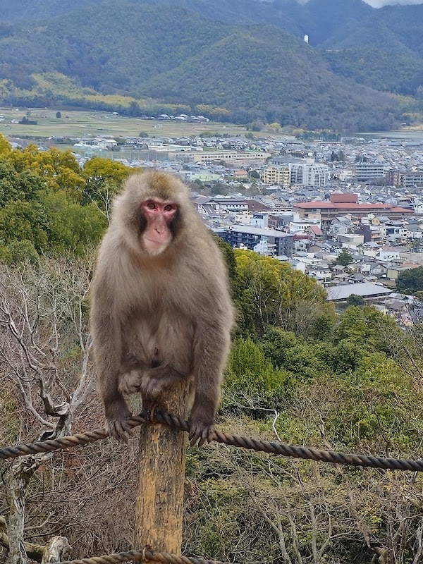 Arashiyama Monkey Park Iwatayama 6
