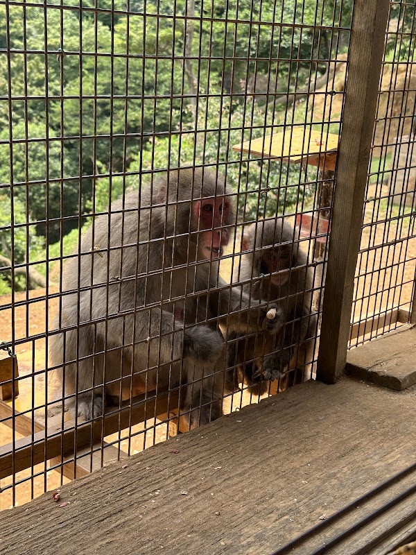 Arashiyama Monkey Park Iwatayama 4