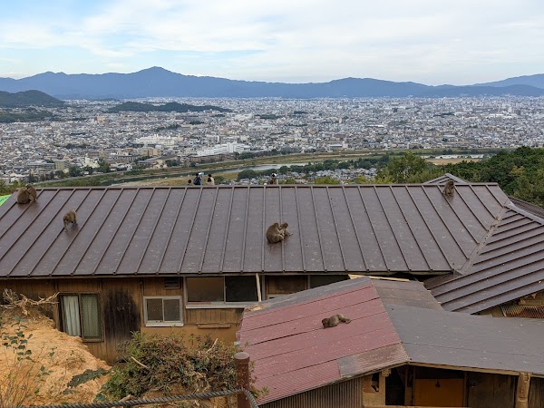 Arashiyama Monkey Park Iwatayama 3