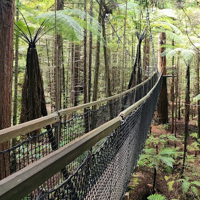 Redwoods – Whakarewarewa Forest