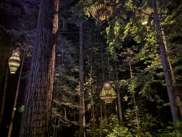 Redwoods – Whakarewarewa Forest 5