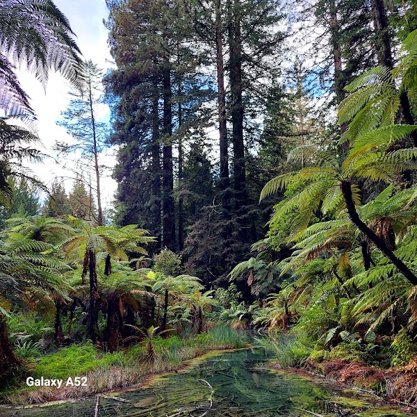 Redwoods – Whakarewarewa Forest 3