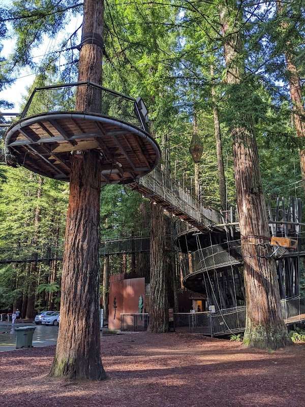 Redwoods – Whakarewarewa Forest 2