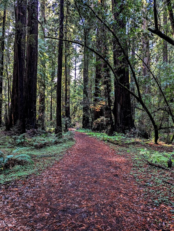Hendy Woods State Park 4