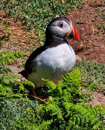 Skomer Island 2