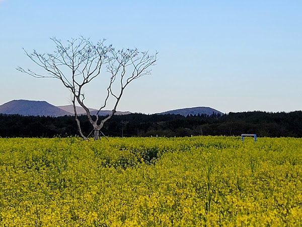 Canola Field