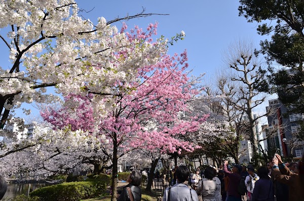 Ueno Park 5