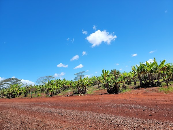 Dole Plantation 5