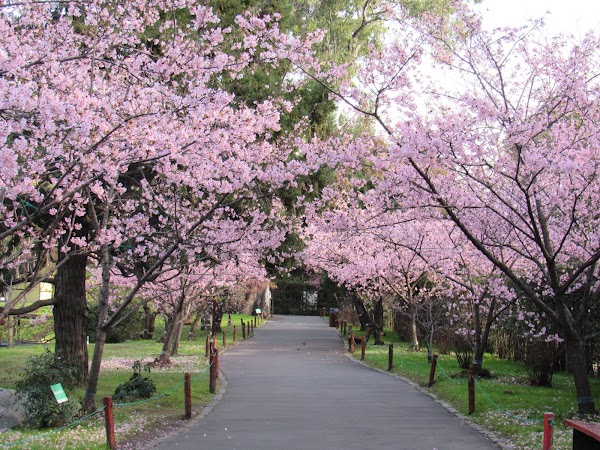 Jardín Japonés 1