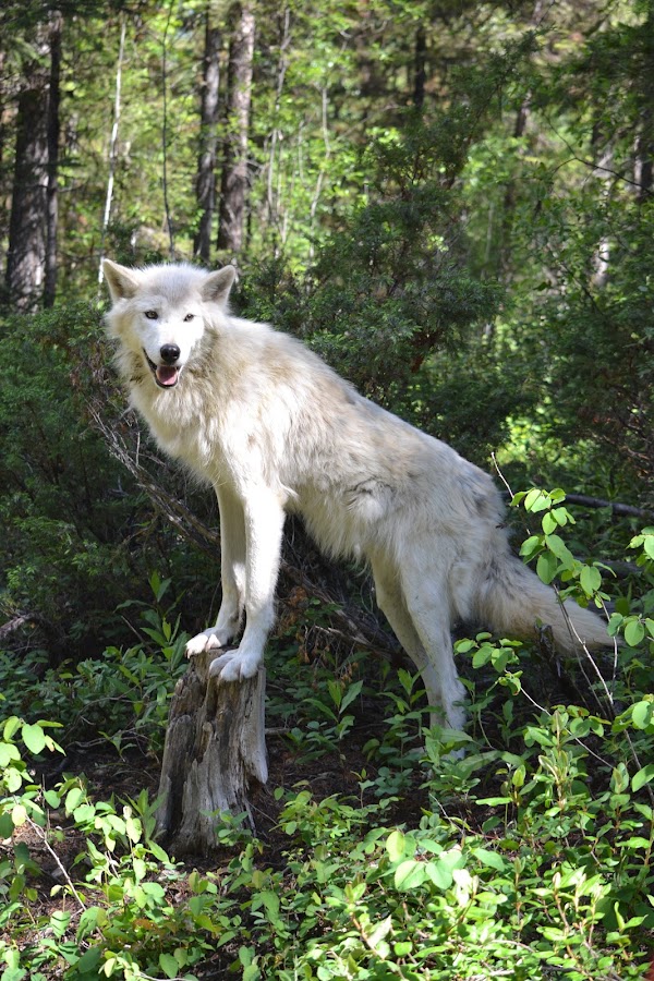 Northern Lights Wildlife Wolf Centre