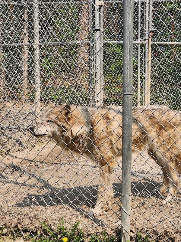 Northern Lights Wildlife Wolf Centre 4