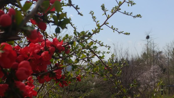 Namsan Outdoor Botanical Garden 5
