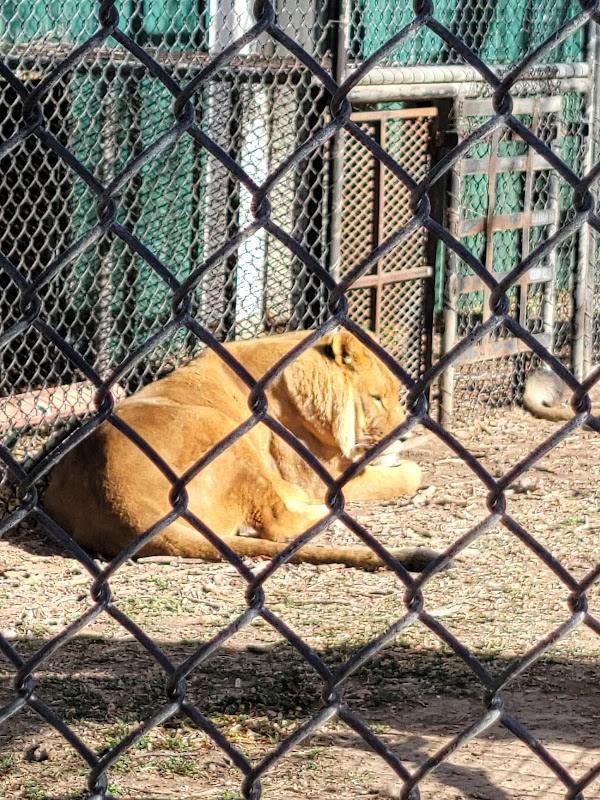 Amarillo Zoo 5
