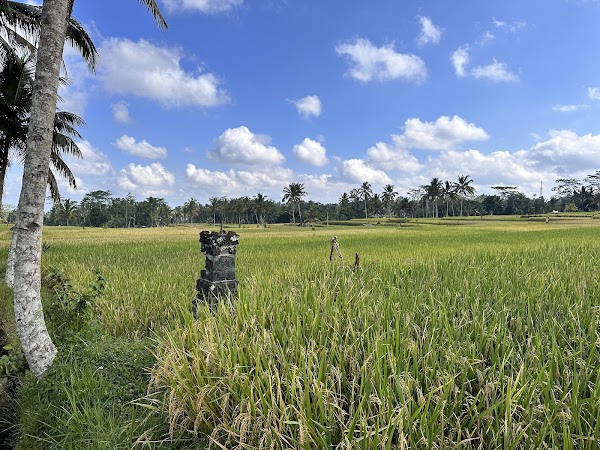 Mancingan Rice Terrace Bali