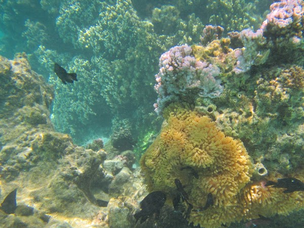Andros Barrier Reef