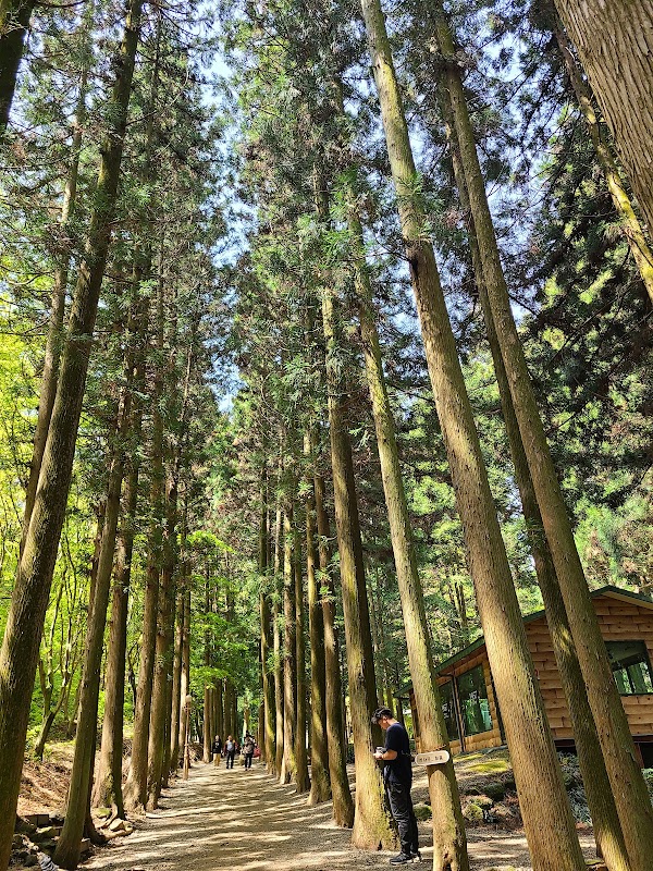 대한다원 보성녹차밭 5