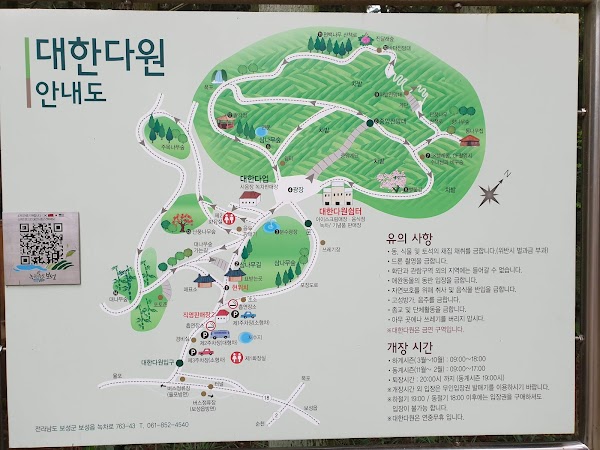 대한다원 보성녹차밭 2