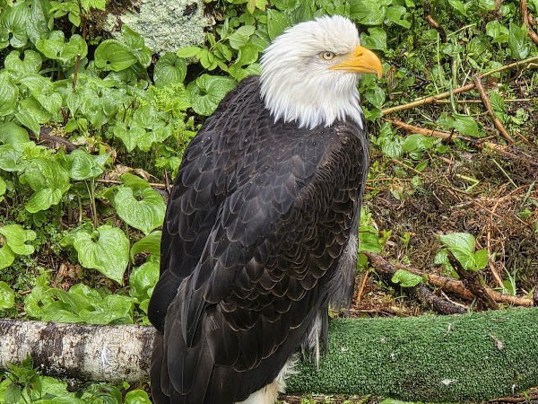 Alaska Raptor Center
