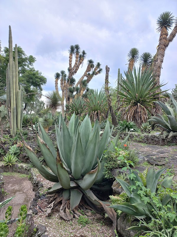 UNAM Botanical Garden 5