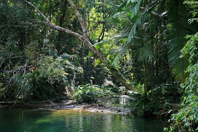 Daintree Rainforest 1