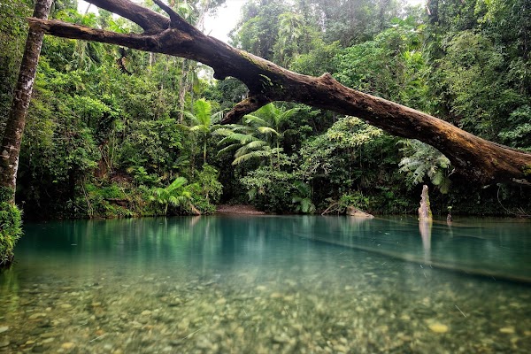 Daintree Rainforest 4
