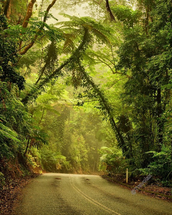Daintree Rainforest 3
