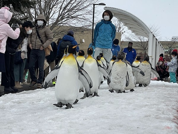 Asahiyama Zoo 5