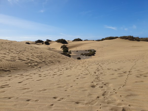 Dunas de Maspalomas 5